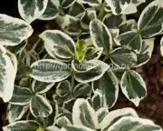 Бересклет Форчуна «Silver Queen» Euonymus fortunei «Silver Queen»