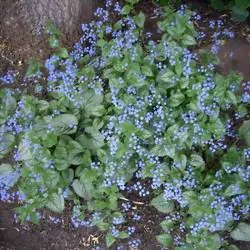 Бруннера крупнолистковая / Brunnera macrophylla Silver Wings [C2]