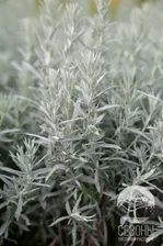 Полынь Людовика Сильвер Квин (Artemisia ludoviciana Silver Queen)