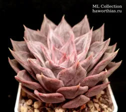 Echeveria affinis 'Silver Queen' (Эхеверия аффинис 'Сильвер Квин')