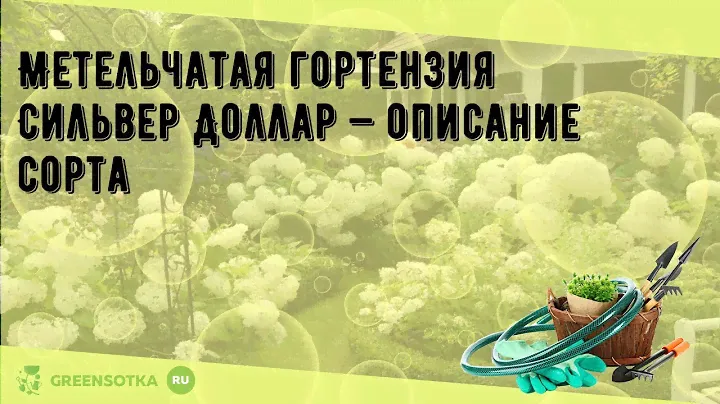 Метельчатая гортензия Сильвер Доллар — описание сорта