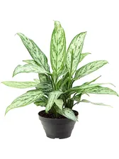 Аглаонема Сильвер Квин (Aglaonema 'Silver Queen' 6/tray Tuft)