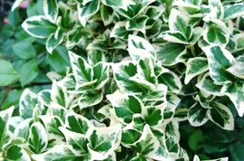 Бересклет Форчуна Euonymus fortunei Silver Queen