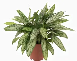 Аглаонема Сильвер Квин (Aglaonema silver queen) D23 H60