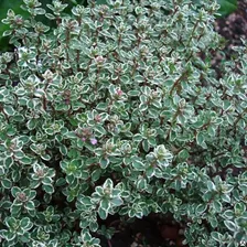 Тимьян лимоннопахнущий Сильвер Куин (Thymus "Silver Queen") 1 л