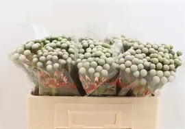 Cape green ayoba silver moon